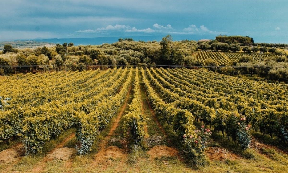 Le Strade del Vino in Calabria - un viaggio tra gusto, storia e bellezza Lamezia e la Sila dove il vino incontra il vento1