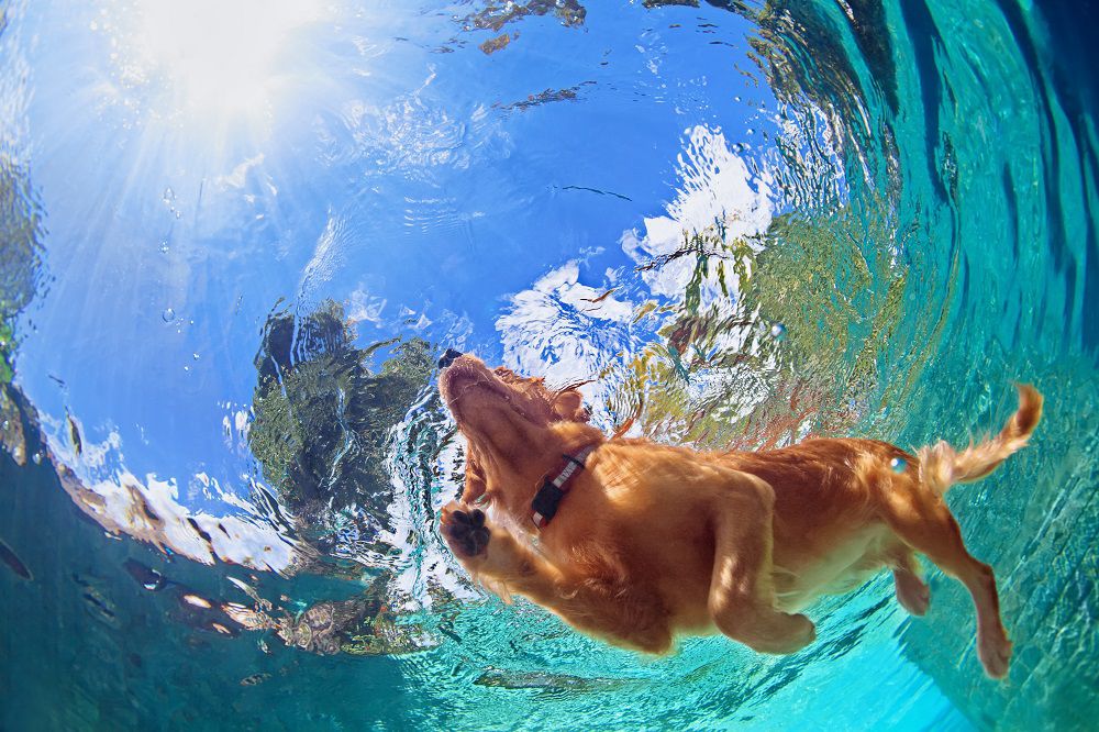 Amici a 4 Zampe - Airone Residence Pet Friendly - Zambrone vicino a Tropea