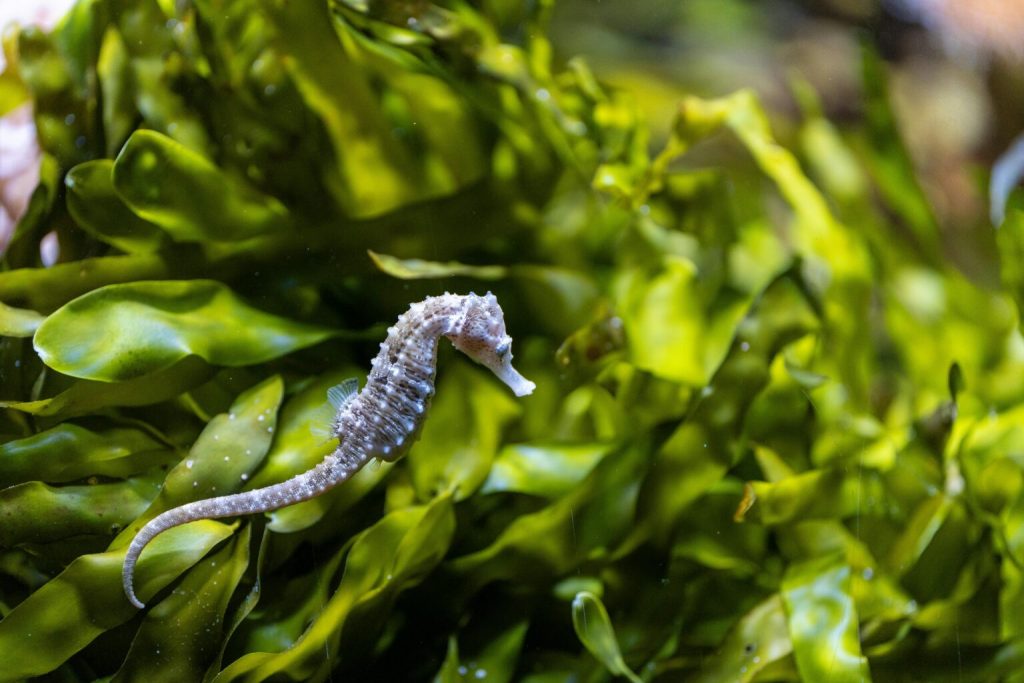 A detailed close-up of a seahorse camouflaged in vibrant green seaweed under the ocean.