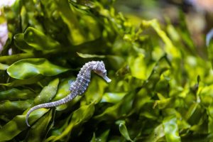 A detailed close-up of a seahorse camouflaged in vibrant green seaweed under the ocean.